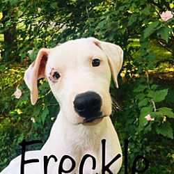 Thumbnail photo of Freckles Lovely Puppy! #1