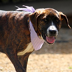Photo of Sable