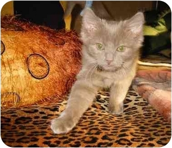 chantilly tiffany cats adoption