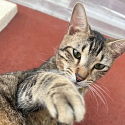 Thumbnail photo of Irving #3