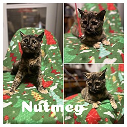 Photo of Nutmeg