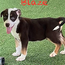 Thumbnail photo of Blaze #2