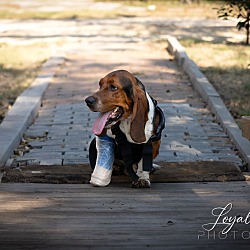 East Hartford, CT - Basset Hound. Meet Hank a Pet for Adoption ...