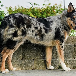 Photo of Merle Collie Colleen