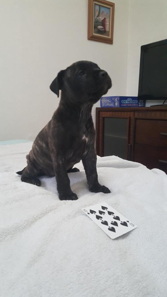 Los Angeles Ca Cane Corso Meet Puppy 2 A Pet For Adoption