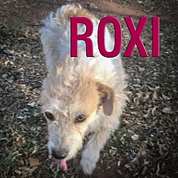 Thumbnail photo of Roxi #1