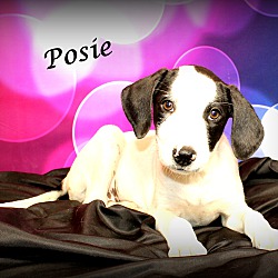 Thumbnail photo of Posie~adopted! #1