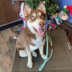 Adopt A Husky in Carol Stream, Illinois