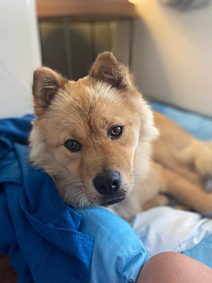 Niagara Falls, ON - Chow Chow/Jindo. Meet Dean a Pet for Adoption ...