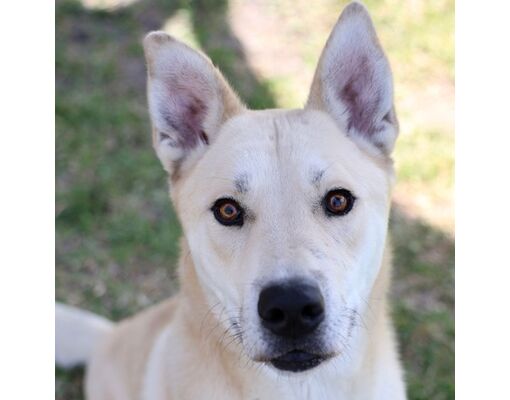 Wilmington, NC - German Shepherd Dog/Labrador Retriever. Meet WAYLON ...