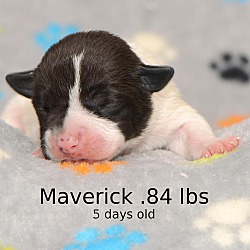 Thumbnail photo of Maverick #4