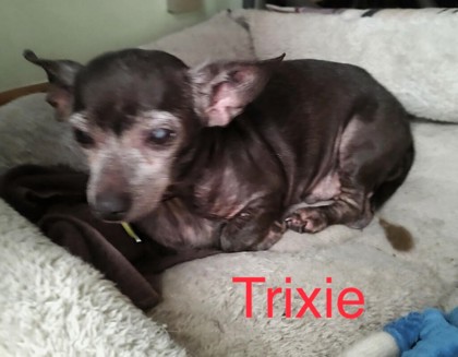 Photo of Trixie #7
