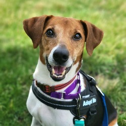Photo of Barney