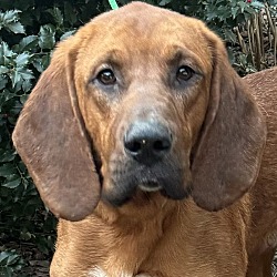 Photo of Bloodhound Baxter