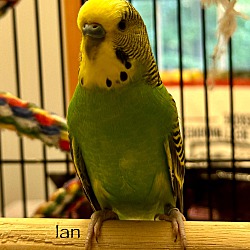 Thumbnail photo of Ian #1