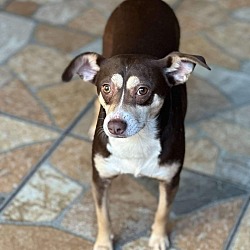 bonded pet photo