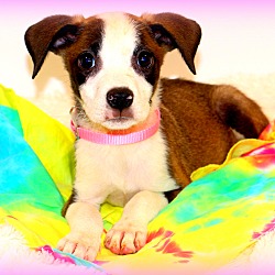 Thumbnail photo of Razz~adopted! #1
