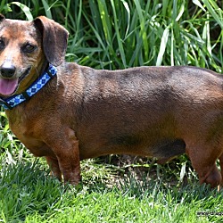 Thumbnail photo of Wiggles, 8 yrs, 14 pds, $250 #2