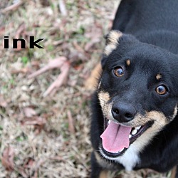 Thumbnail photo of Mink #2