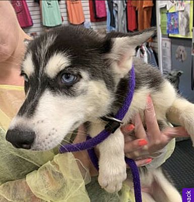 Plainfield Il Siberian Husky Meet Maya A Pet For Adoption