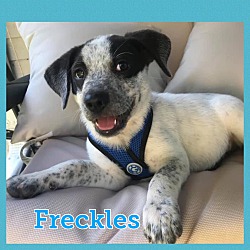 Photo of Freckles