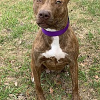 Humane Society of Camden County in Kingsland, Georgia