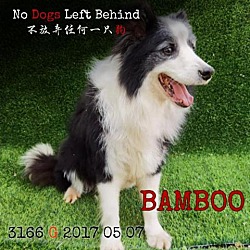 Photo of Bamboo 3166