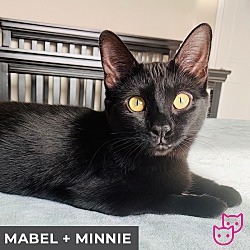 Photo of Mabel (bonded with Minnie)