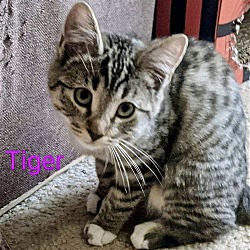 Photo of Tigerlilly