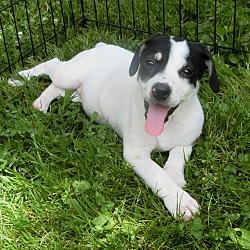Thumbnail photo of Oreo~adopted! #3