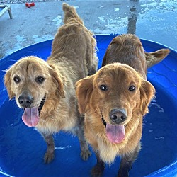 Photo of ROSIE & GLORIA - BONDED PAIR