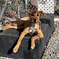 adopt a pet