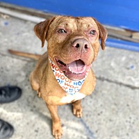 adopt a pet