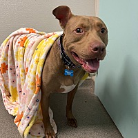 adopt a pet