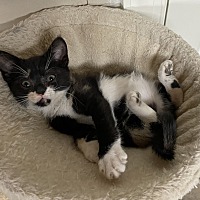 adopt a pet