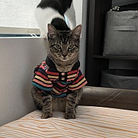 adopt a pet