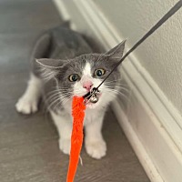 adopt a pet