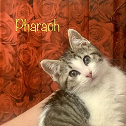 Thumbnail photo of Squeak, Pharaoh, Grayson, Xena #3