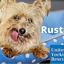 Thumbnail photo of Rusty #4