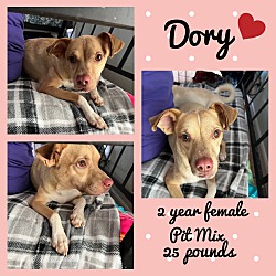Photo of DORY 2 YR PIT MIX FEMALE