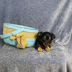Photo of April Pup 1 (Ninny)