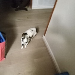Photo of Misty