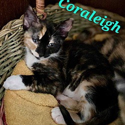 Photo of Coraleigh