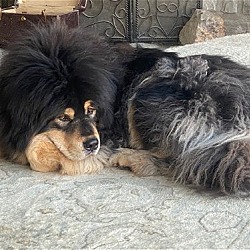 Thumbnail photo of Coco-courtesy post for Tibetan Mastiff Rescue, Inc #4