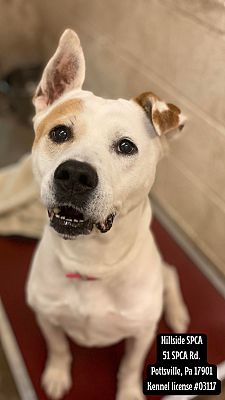 Pottsville, PA - Akita/American Pit Bull Terrier. Meet Saki a Pet for