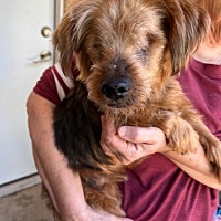 adopt a pet