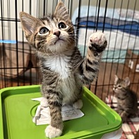 adopt a pet