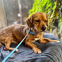 adopt a pet