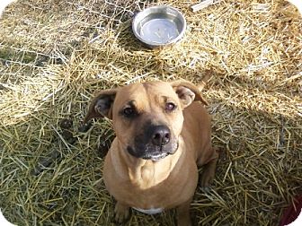 pit bull terrier meet nevi a pet for