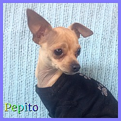 Thumbnail photo of Pepito #2
